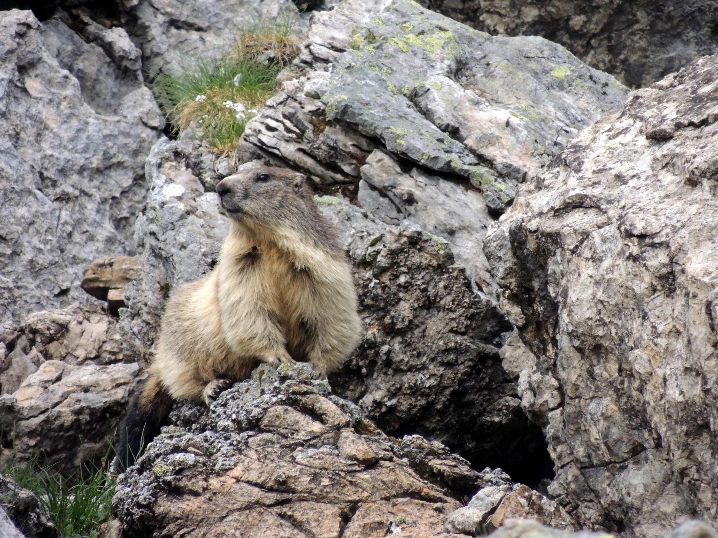 Le Cairne - Chalet résidence, locations haut de gamme dans le domaine des Portes du Soleil